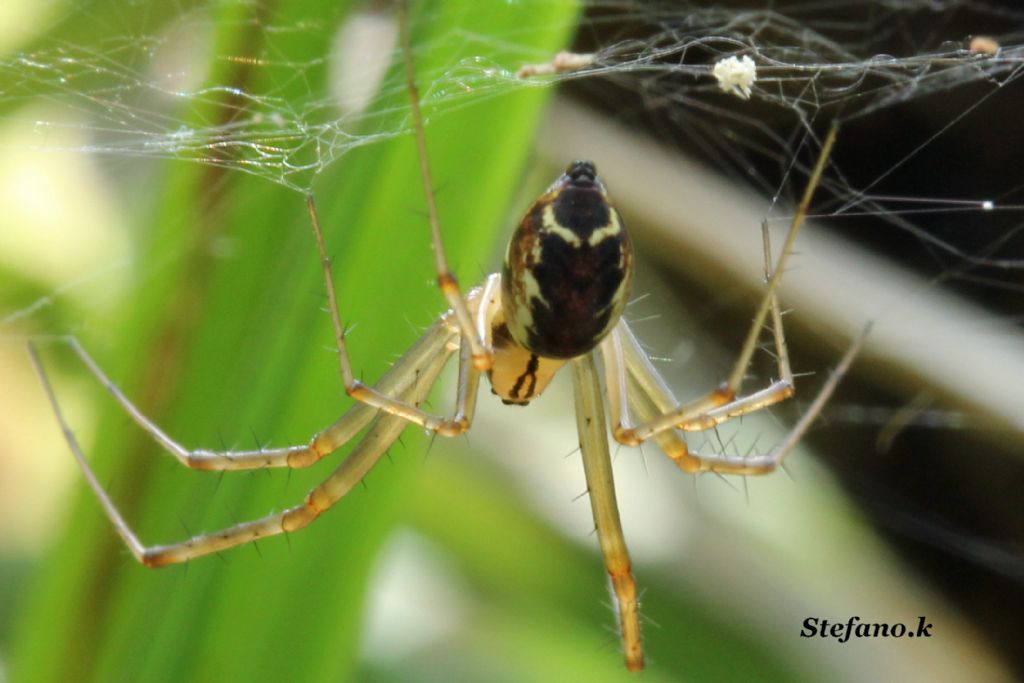 Linyphia triangularis - Santa Croce (TS)